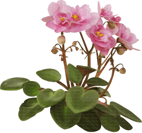 blommor-flowers-pink--rosa - Free PNG