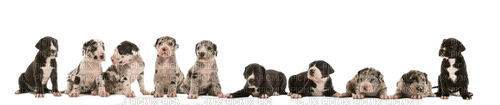 Cãezinhos filhotes - PNG gratuit