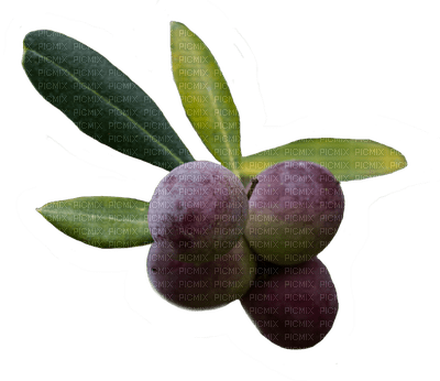 olives bp - zdarma png