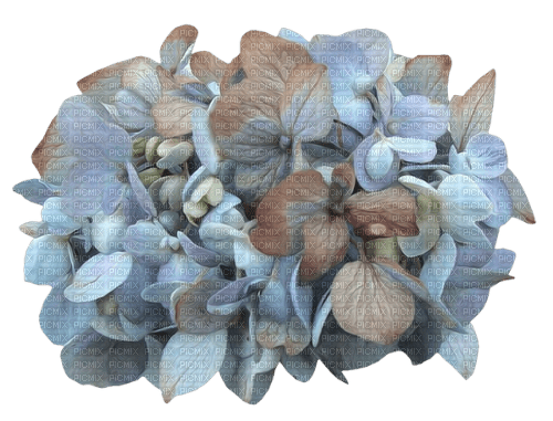 Blue Hydrangea - ücretsiz png