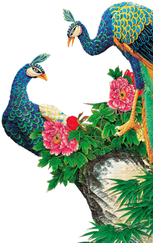 Y.A.M._Birds peacock - PNG gratuit
