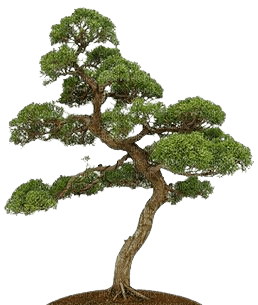 arbre - gratis png