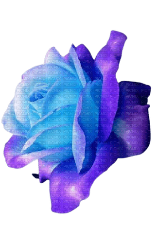 blue purple rose deco - png gratis