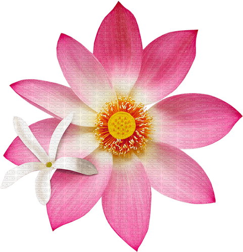 Lotus and Jasmin - PNG gratuit