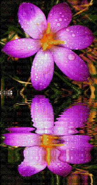 fleur mauve - GIF animado grátis