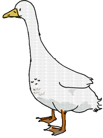 Duck.Canard.OIE.Goose.Bird.Victoriabea - Bezmaksas animēts GIF