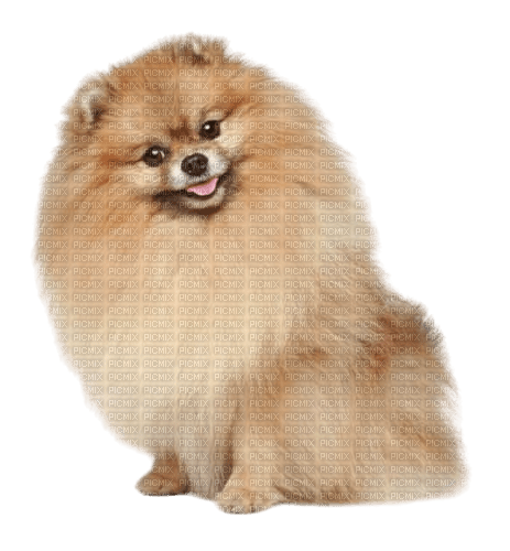 Pomeranian - 免费PNG