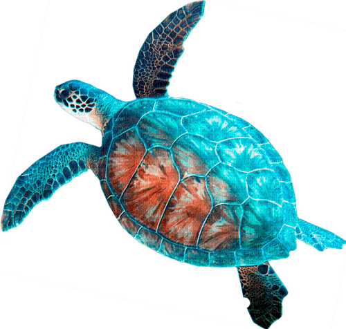 turtle Bb2 - Free PNG