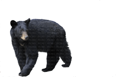 bear katrin - PNG gratuit