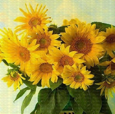 Sonnenblumen tournesols sunflowers - gratis png