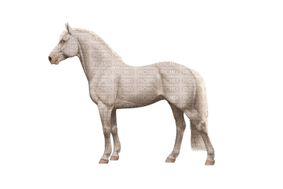 horse - zadarmo png