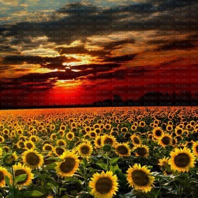 sunflowers fond bp - zadarmo png
