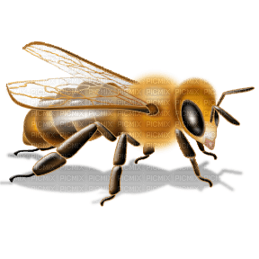 Bee Honey - Bogusia - gratis png