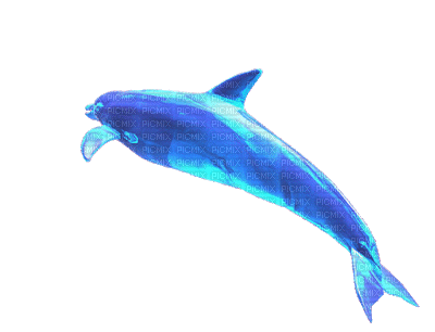 golfinho gif-l - Animovaný GIF zadarmo
