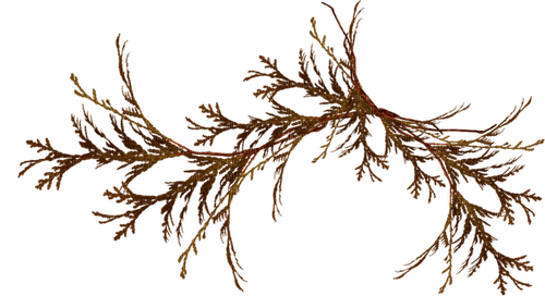 autumn branch branches kikkapink deco - Free PNG