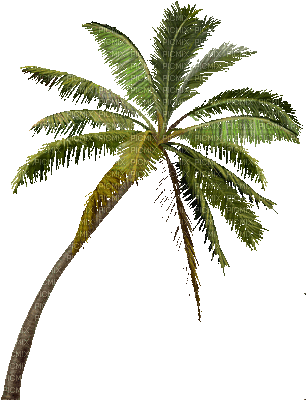 Marcia gif árvore palmeita - Ingyenes animált GIF