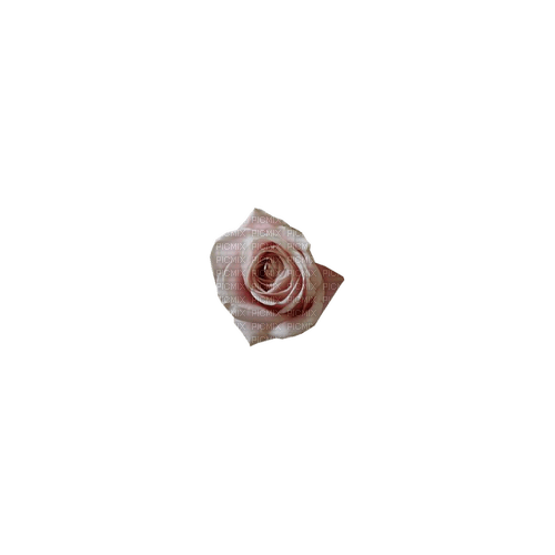 kikkapink deco scrap pink rose - ilmainen png