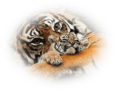 tube tigre - δωρεάν png