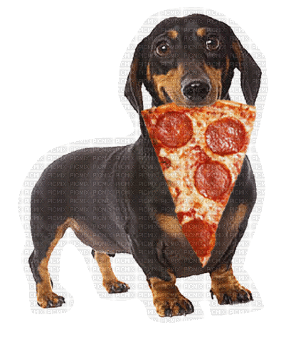 Dog Pizza - Бесплатный анимированный гифка