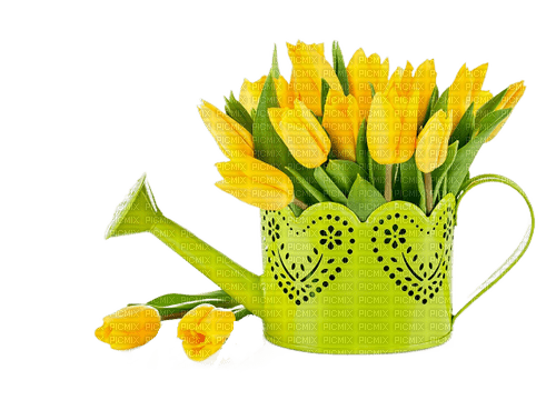 Желтые  тюльпаны - nemokama png