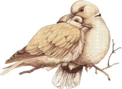 Kaz_Creations Birds Bird - ücretsiz png