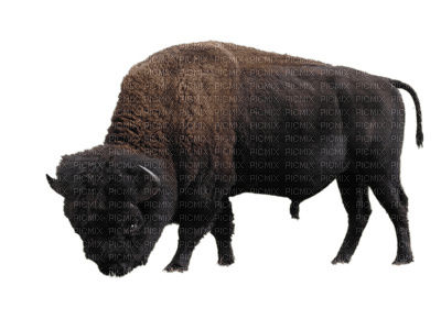 bison - безплатен png