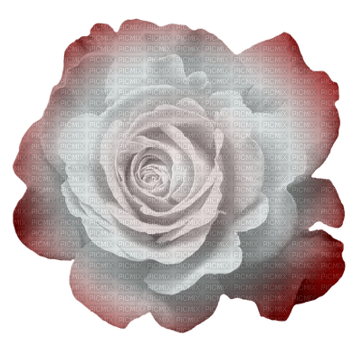 red-white-rose-flower-minou52 - Free PNG