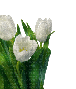 tulip (created with gimp) - Ingyenes animált GIF