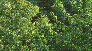Arbustos - GIF animado grátis
