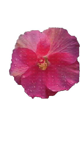 Цветок - GIF animé gratuit