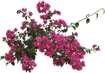 bougainvillea, pink flowers, sunshine3 - png ฟรี