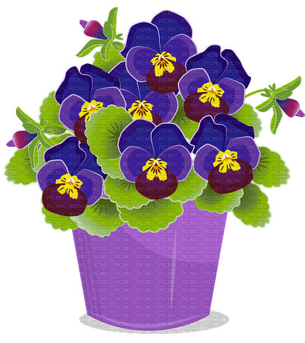 Pansy - png ฟรี