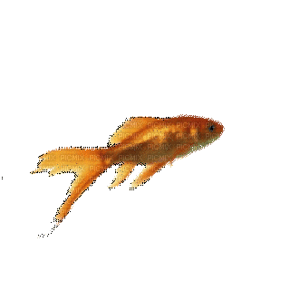 Рыба - Kostenlose animierte GIFs