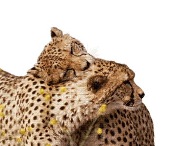 cheetah bp - ücretsiz png