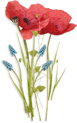 poppy flower  coquelicot fleur - zdarma png