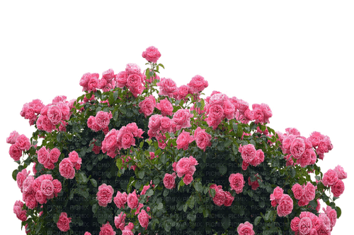 квіти - безплатен png
