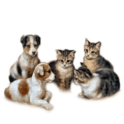 perros i gatitos dubravka4 - png gratuito
