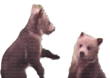 Животные - 無料のアニメーション GIF