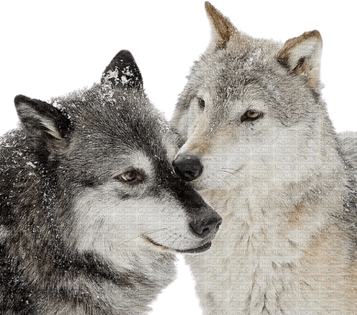 Loups amitié - PNG gratuit