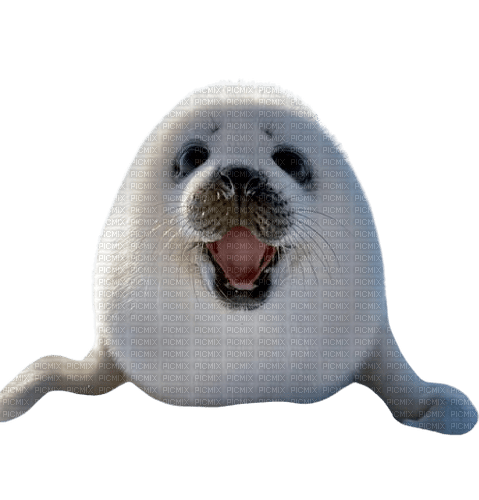 seal - фрее пнг