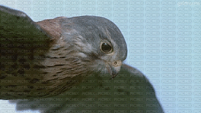 eagle bp - Zdarma animovaný GIF