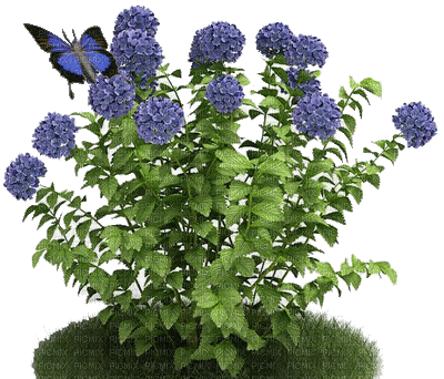Animated Hydrangea Flower Plant - Бесплатный анимированный гифка