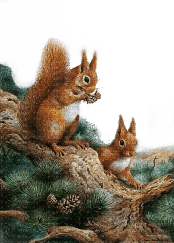 Eichhörnchen, squirrel - 無料png