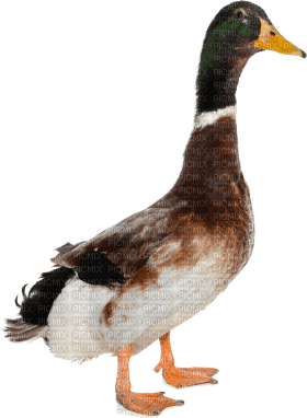 Kaz_Creations Duck - PNG gratuit