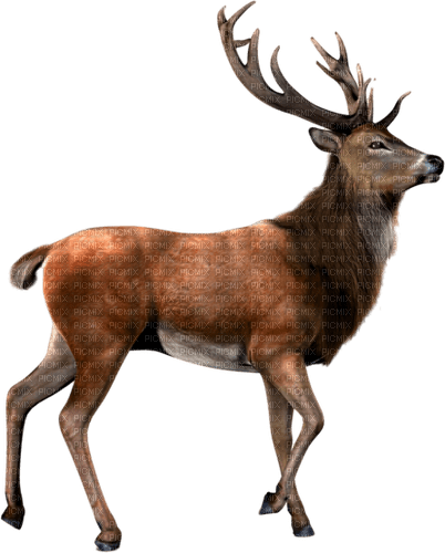 Deer.Brown.White - Free PNG