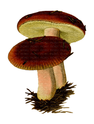 syksy sieni sisustus autumn mushroom decor - 免费PNG