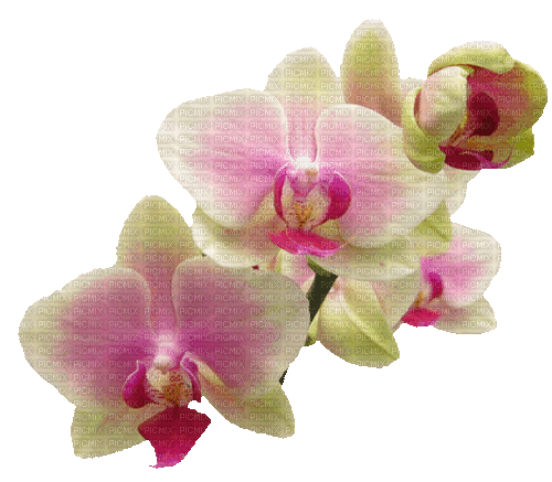 Orchideen, Blumen, Flowers - Gratis animerad GIF
