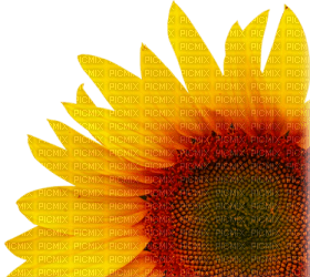 Kaz_Creations Deco Flowers Sunflower Flower - png grátis