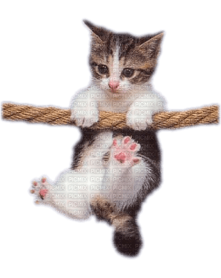 Kaz_Creations Animals Animal Cat Kitten - bezmaksas png