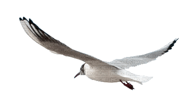 gull katrin - 無料のアニメーション GIF